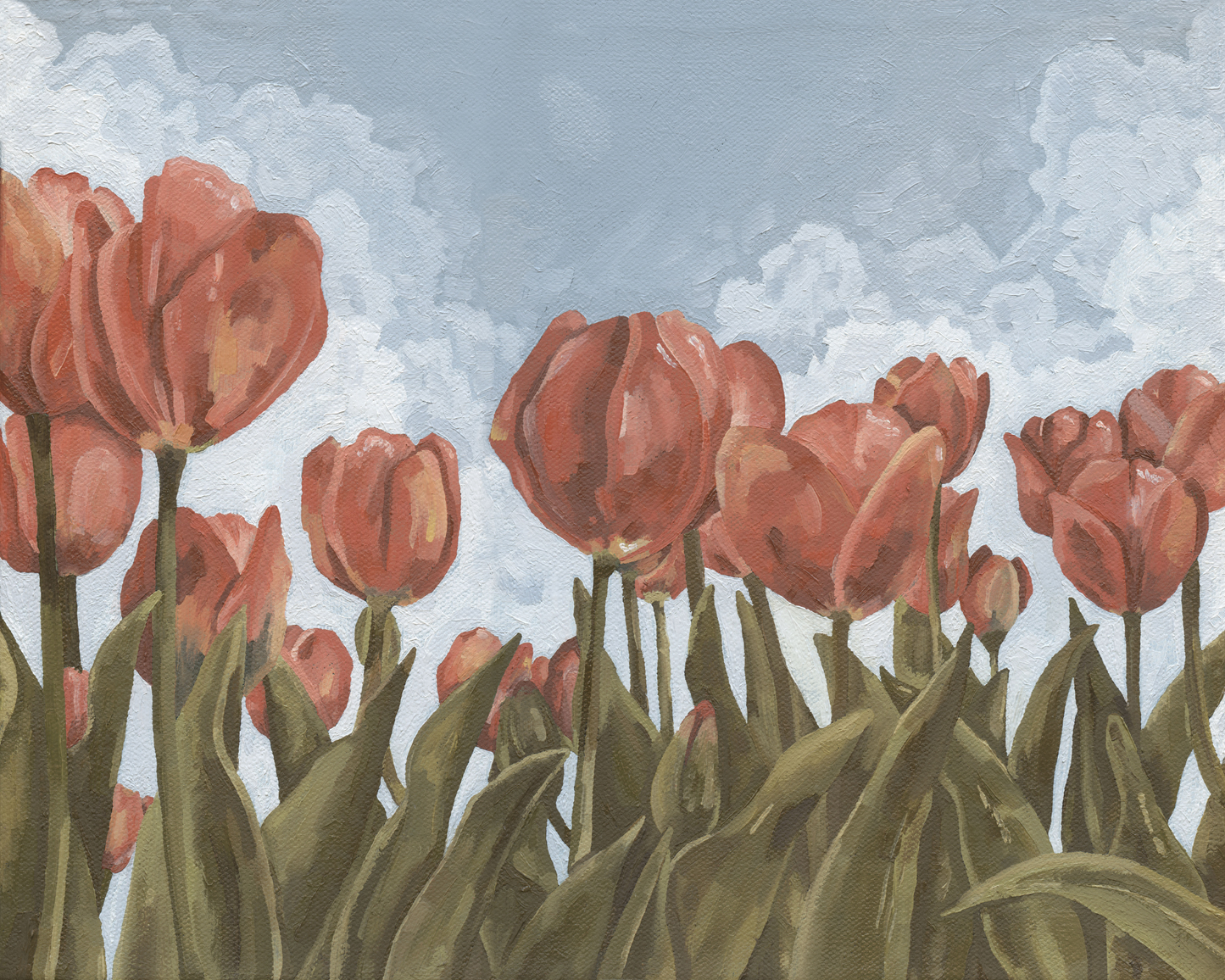 Tulip Fields in Bloom