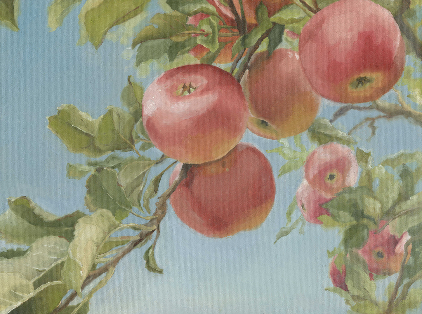 Apple Orchard