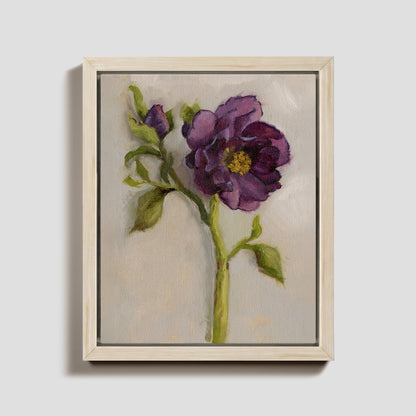 Day 4 - Hellebore