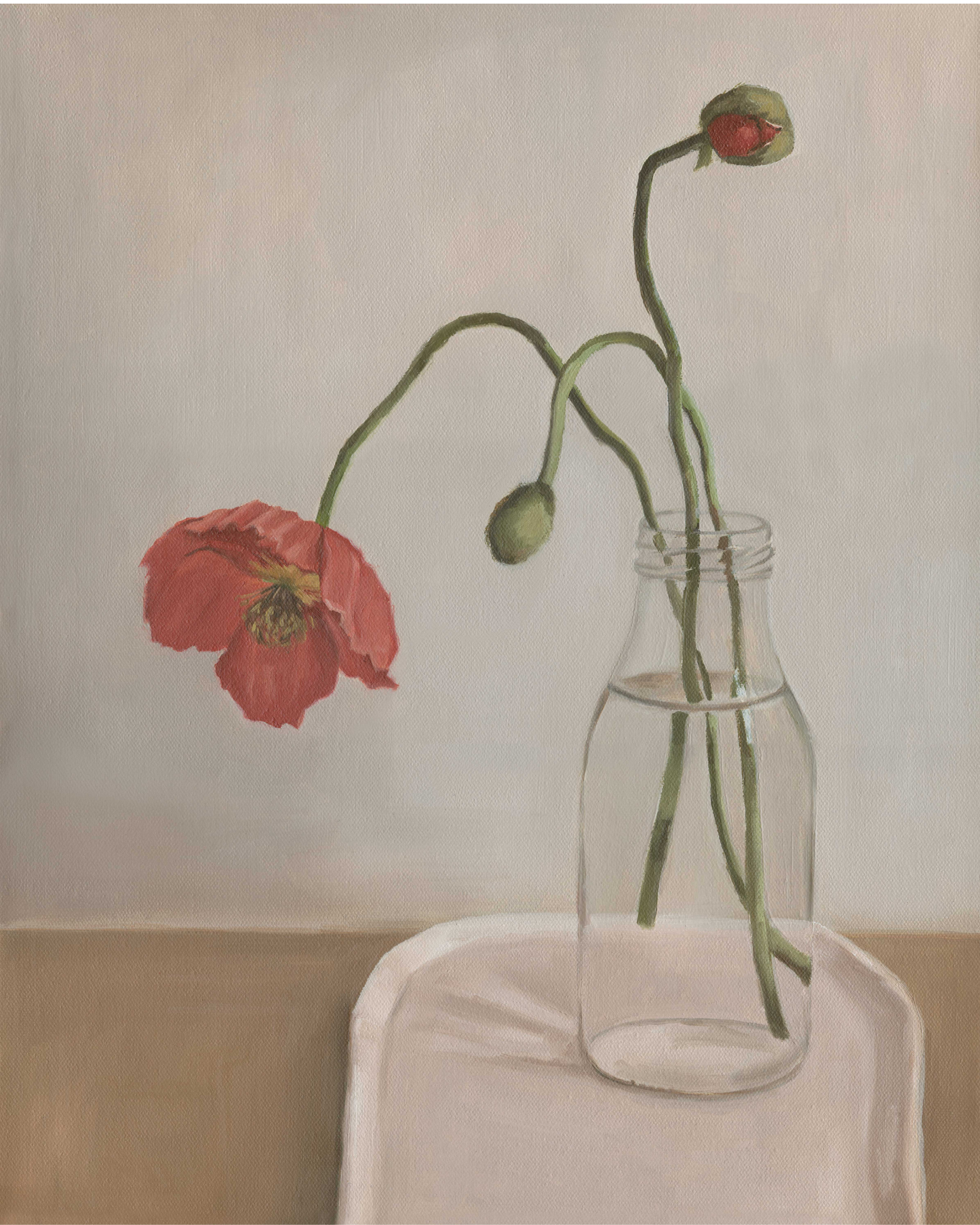 Wild Poppy